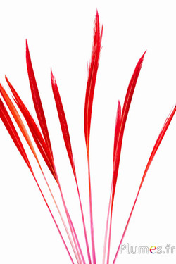 Goudfazant staart - 15-20 cm - roze-rood